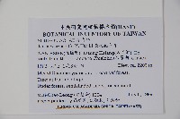 長梗花冬青藏品圖，第2張