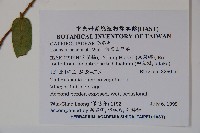 阿里山忍冬、漸尖葉忍冬藏品圖，第2張