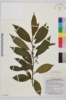 鈍齒鼠李藏品圖，第1張