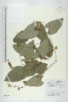 芋葉括樓藏品圖，第1張