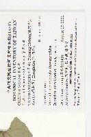 芋葉括樓藏品圖，第2張