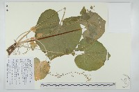 山葵藏品圖，第1張