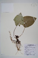 登錄號:S103472藏品圖，第1張