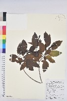 白臼藏品圖，第1張