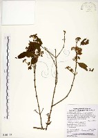 疏齒紫珠、恆春紫珠藏品圖，第1張