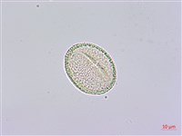 通脫木、通草藏品圖，第2張