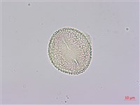 通脫木、通草藏品圖，第3張