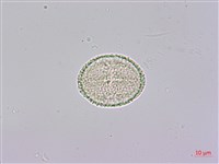 通脫木、通草藏品圖，第4張