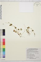 鹿場毛茛藏品圖，第1張