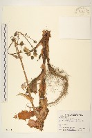 鬼苦苣菜藏品圖，第1張