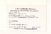 鬼苦苣菜藏品圖，第2張