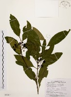 茜草樹藏品圖，第1張