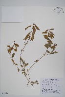 蓮子草藏品圖，第1張