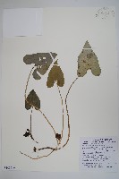 白斑細辛藏品圖，第1張