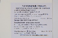 白斑細辛藏品圖，第2張