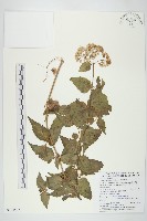腺葉澤蘭藏品圖，第1張
