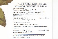腺葉澤蘭藏品圖，第2張