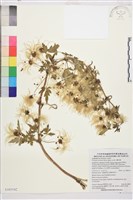 繡球藤藏品圖，第1張