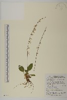 臺灣鬼督郵藏品圖，第1張