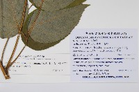 登錄號:S103551藏品圖，第2張