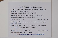 溪頭秋海棠藏品圖，第2張