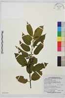 桶鉤藤藏品圖，第1張