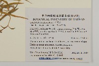 玉山石竹藏品圖，第2張