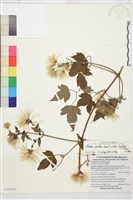 巴氏鐵線蓮藏品圖，第1張