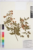 小木通藏品圖，第1張