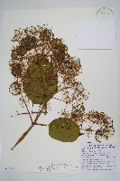 登錄號:S103573藏品圖，第1張