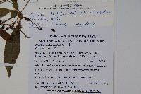 狹葉莢迷藏品圖，第2張