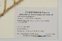 裸花鹼蓬藏品圖，第2張