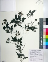 勝任鐵線蓮藏品圖，第1張