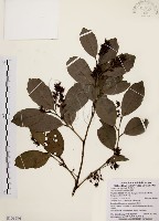 鼠刺藏品圖，第1張