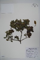 刻脈冬青藏品圖，第1張