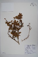 南湖小蘗藏品圖，第1張