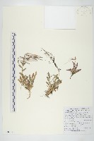 齒葉南芥、齒葉筷子芥藏品圖，第1張