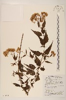 田代氏澤蘭藏品圖，第1張