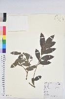 紅毛饅頭果藏品圖，第1張