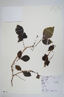 三葉五加、三加皮藏品圖，第1張