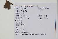 三葉五加、三加皮藏品圖，第2張