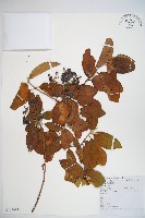 狹葉母草藏品圖，第1張