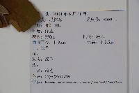 狹葉母草藏品圖，第2張