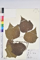 小果野桐藏品圖，第1張