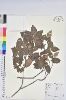 馬銀花藏品圖，第1張