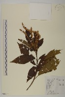 江南山柳藏品圖，第1張