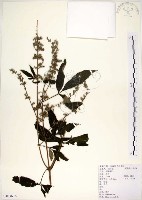 黃荊藏品圖，第1張