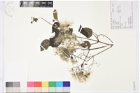 粗齒鐵線蓮藏品圖，第1張