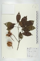 猴歡喜藏品圖，第1張