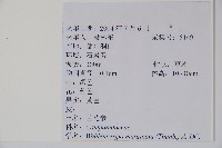 細葉蘭花參藏品圖，第2張